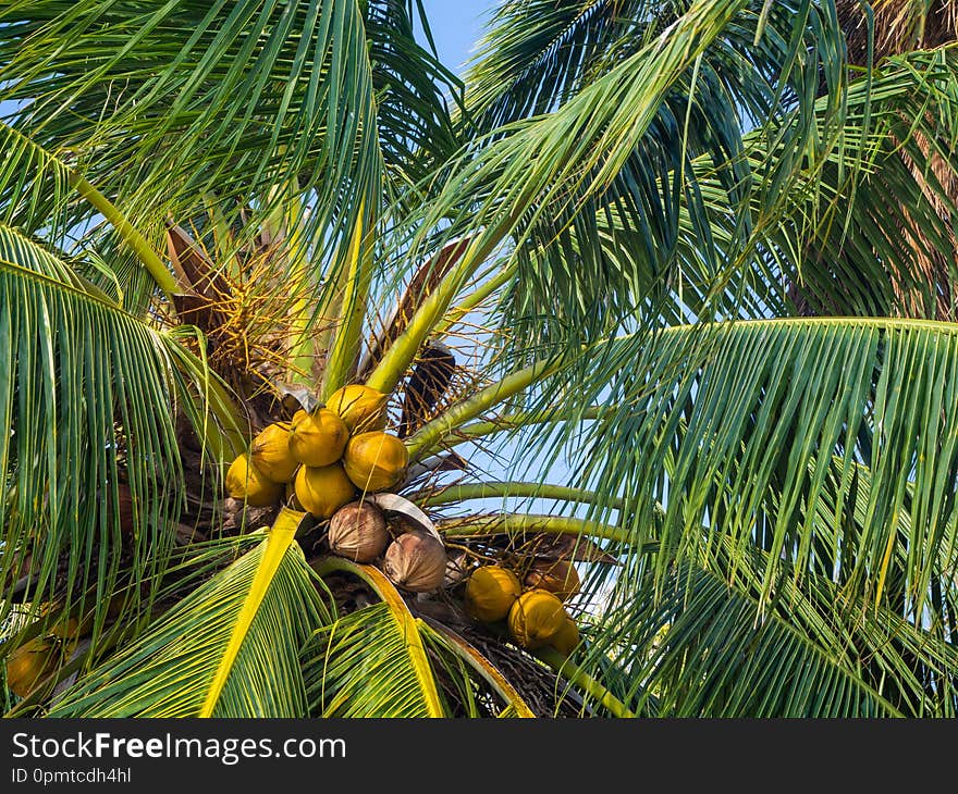 Coconuts growing on a green palm tree against a blue sky