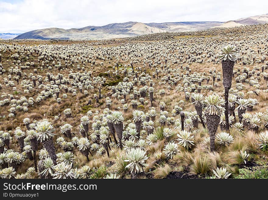 Andean landscape, frailejón moors in Tulcan, province of Carchi. Endemic plant in this area of Ecuador