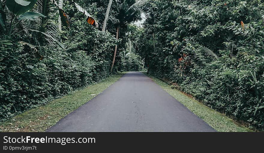 Images of rural nature, with forests on the right and left, pictures of roads in the village, with green nature