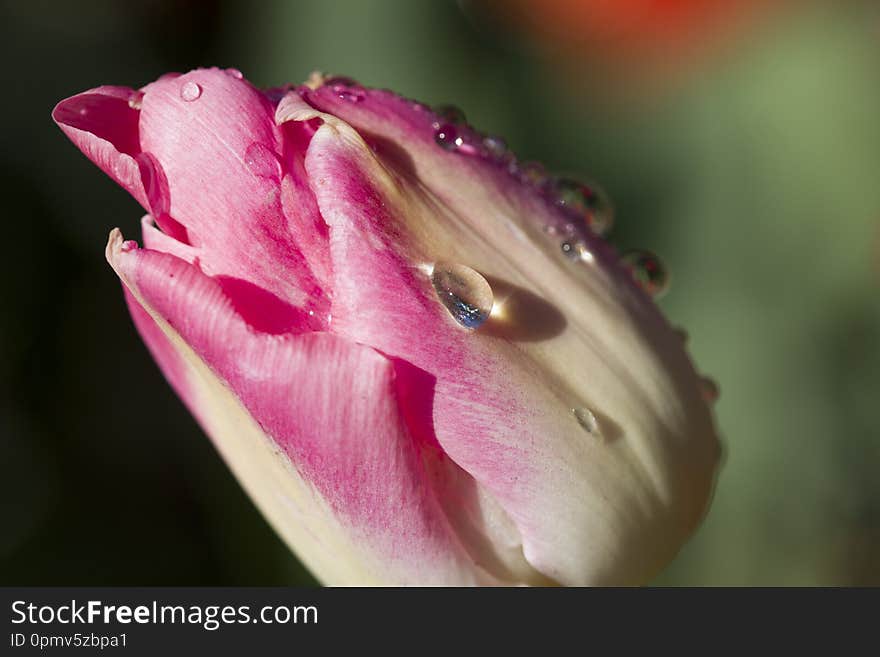 Pink tulip covred with dew drops