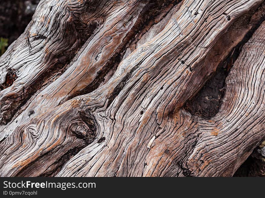 Dry rotting trunk texture. Dry brown trunk