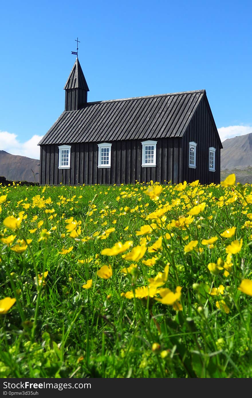 Budir black church surrounded by buttercups under a bright blue sky, Snæfellsnes, Iceland