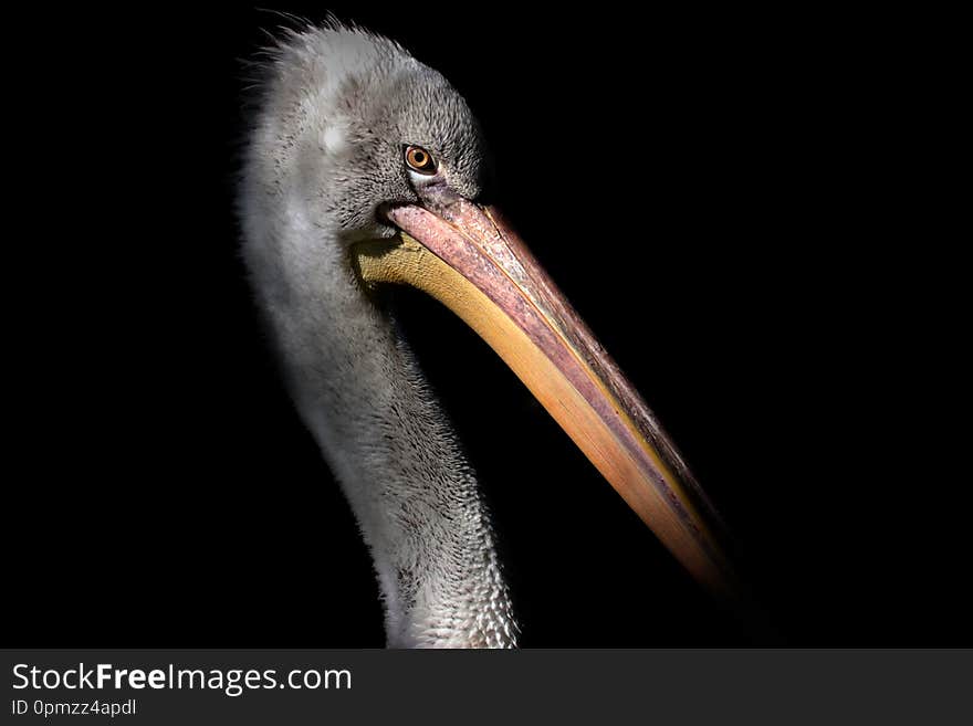 Young grey pelican on black background