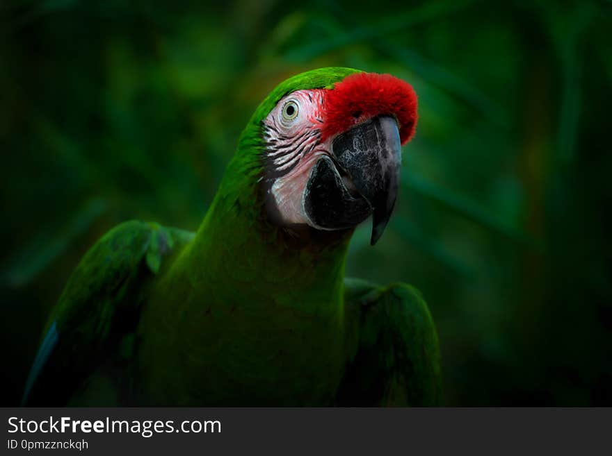 Smiling parrot on a dark green background