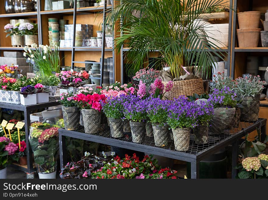 Springtime blooming potted Campanula muralis or violet bellflowers and other plants on the shelfs of greek flowers bar. Variety of beautiful flower decorations. Horizontal. Daylight.