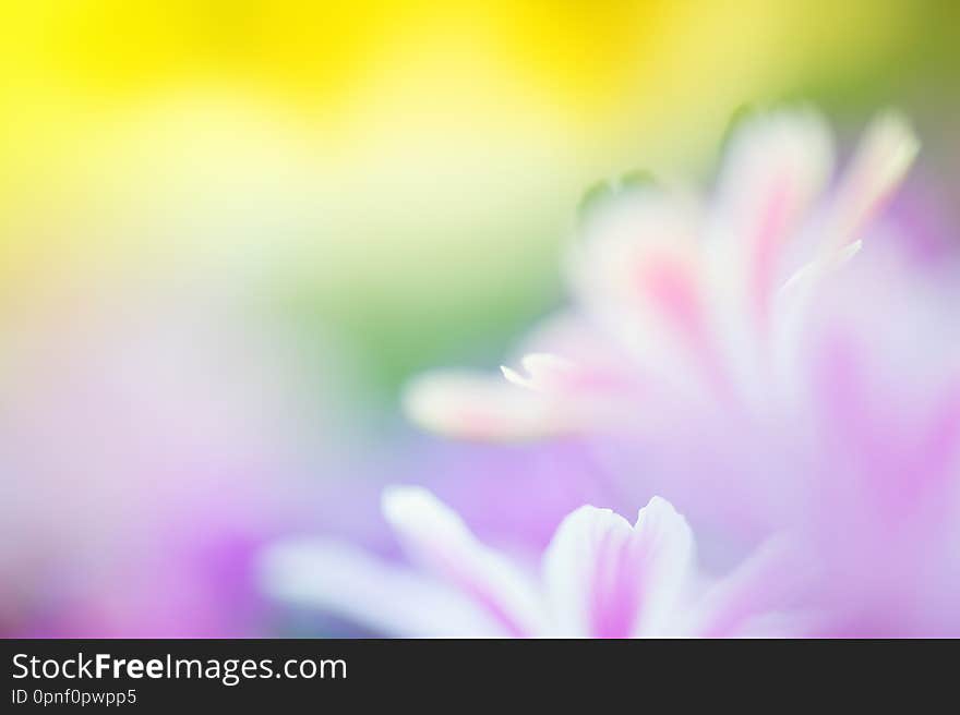 Siskiyou Lewisia flowers in springtime