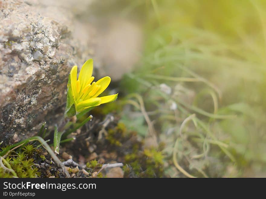 Meadow plant blooms in very early spring. This is the flower of goose onions Gagea lutea