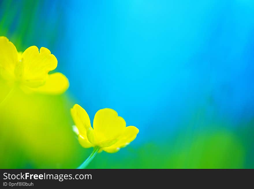 Buttercups flowers in the meadow. Selective focus and shallow depth of filed