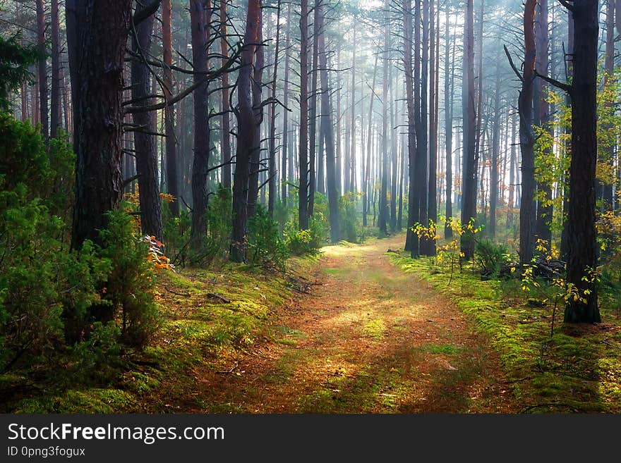 Morning forest landscape. Scenic woodland. Mist in green forest