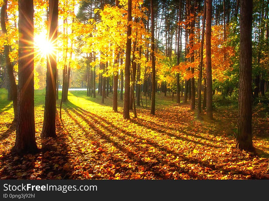 Autumn forest. Colorful trees illuminated by bright sun. Sunlight in yellow forest. Scenic park in sunshine. Fall nature landscape
