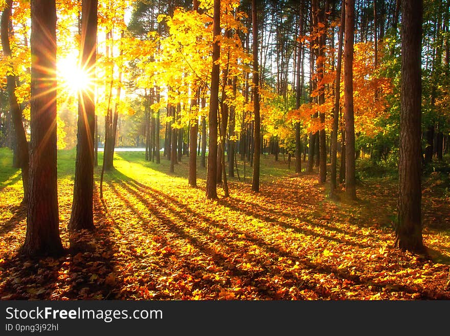 Autumn forest