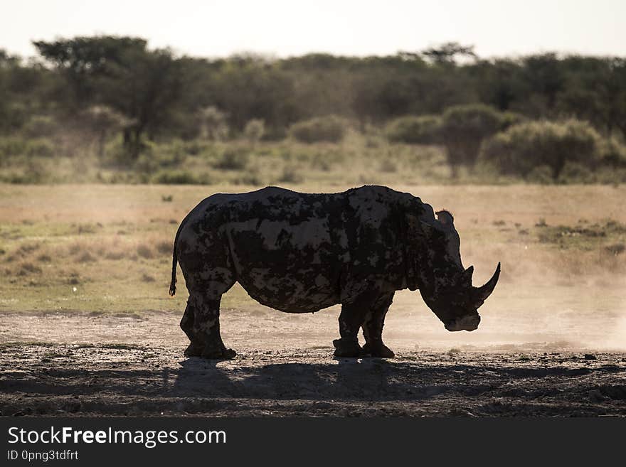 The Silhouette of a single rhino at the Khama Rhino Reserve in Botswana. The Silhouette of a single rhino at the Khama Rhino Reserve in Botswana