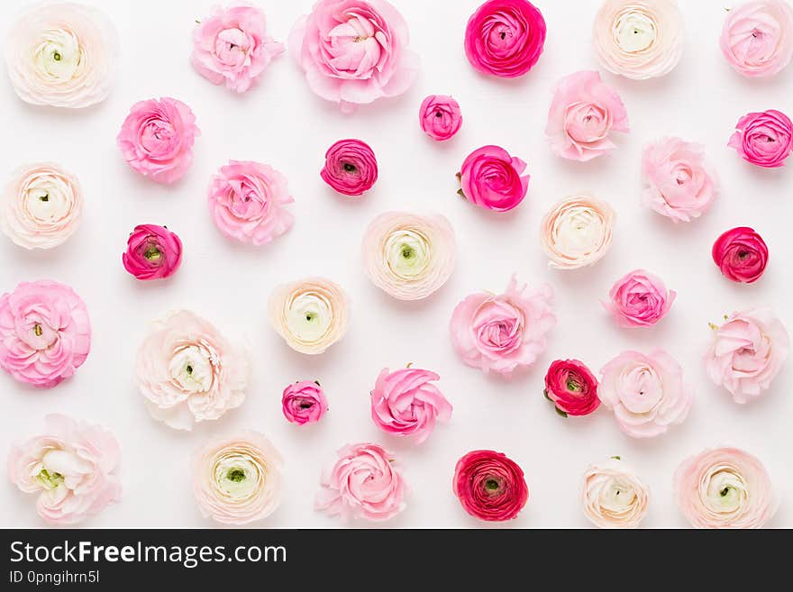 Beautiful Colored Ranunculus Flowers On A White Background. Spring Greeting Card