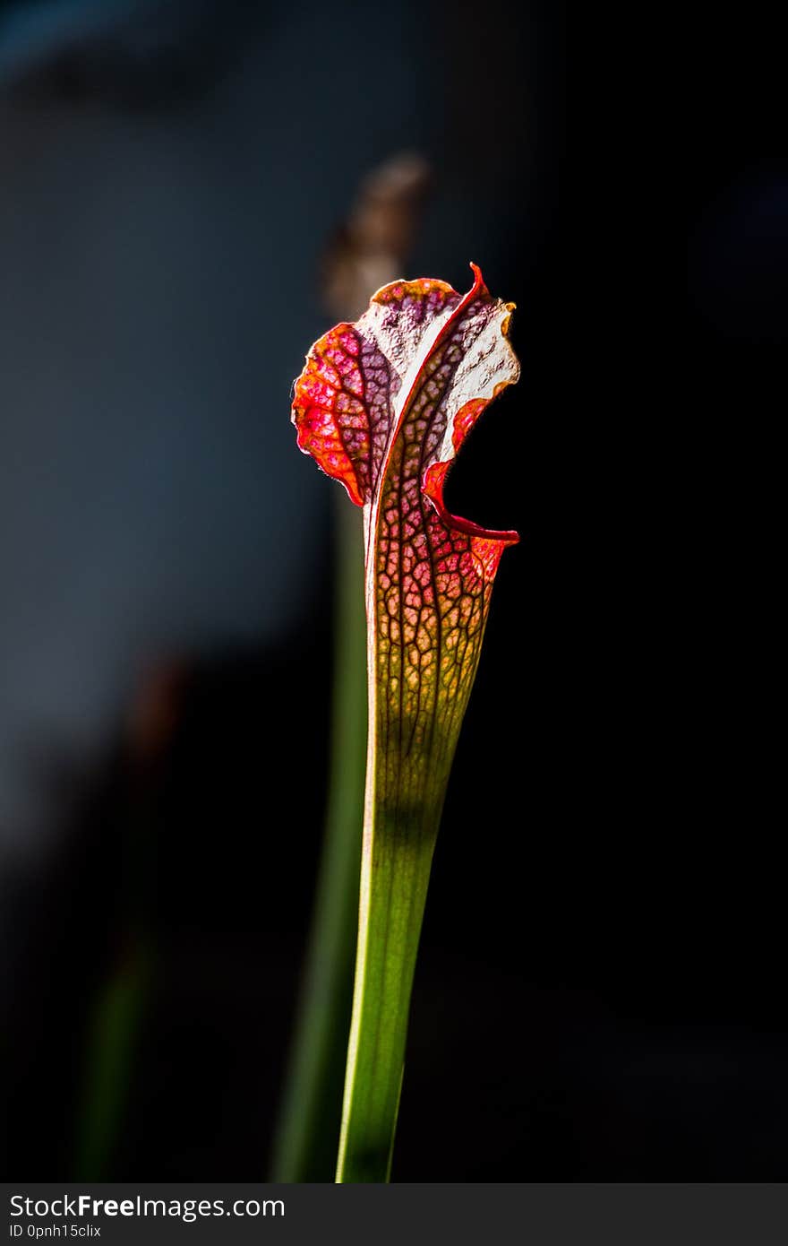 Close-up Of A Sarracenia Leucophylla Flower In A Foreground With Dark Background