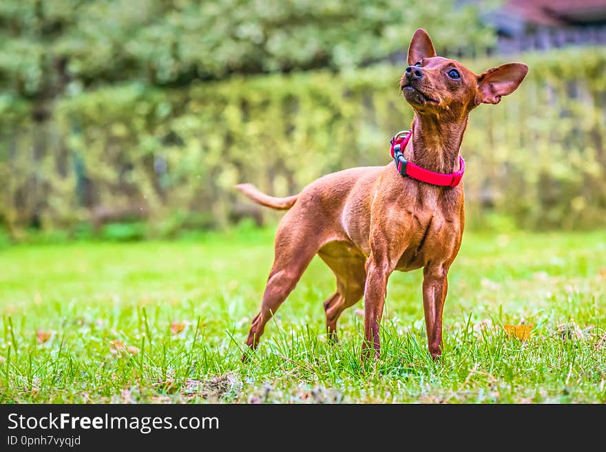 Outdoor portrait of a red miniature pinscher dog