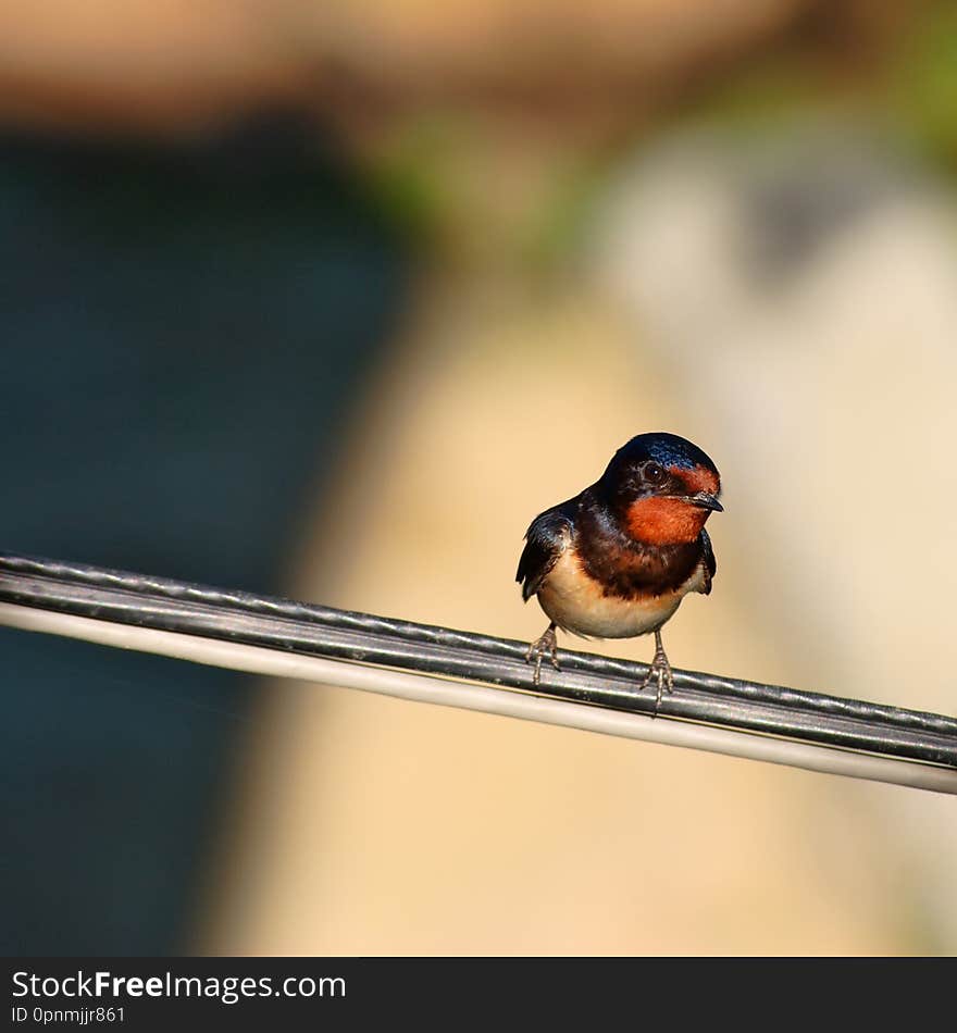 Alone bird perching on power cable lines