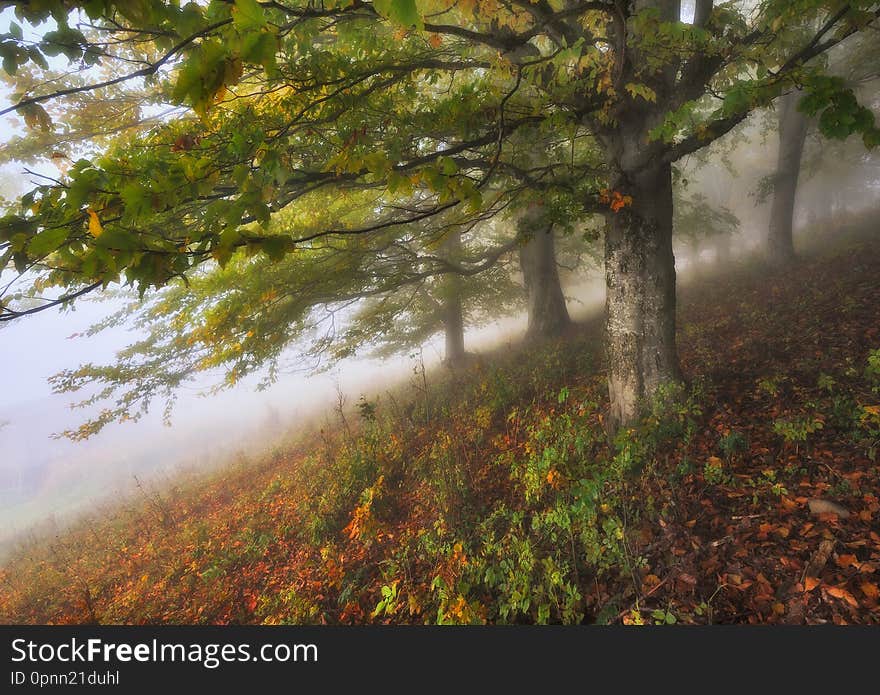 Foggy forest. Autumn sunrise in the fairy forest