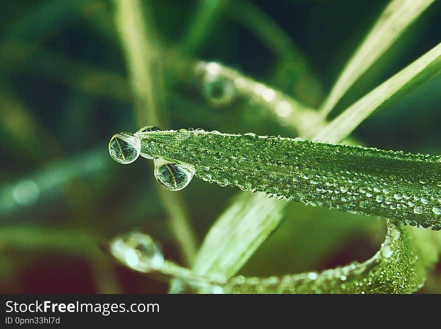 The grass is in the morning dew