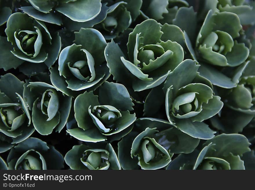 Green Leaves With Water Drops For Background