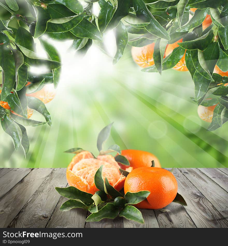 Tangerines on wooden table in Green garden.