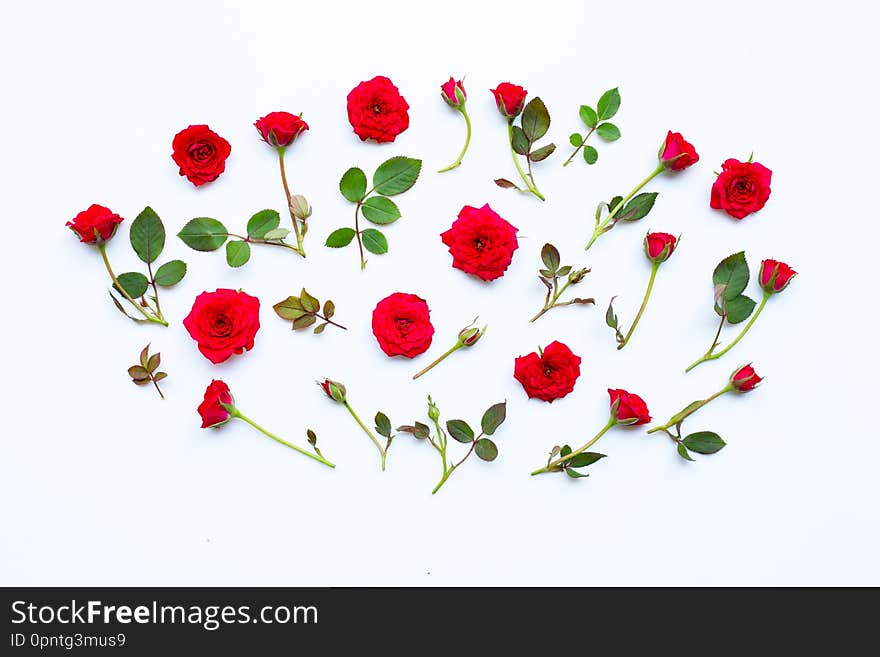 Rose on white background