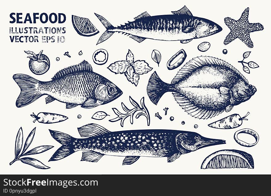 Fishes and spices vector set. Vintage hand drawn seafood illustrations. Can be use for restaurants menu, cover, packaging. Retro