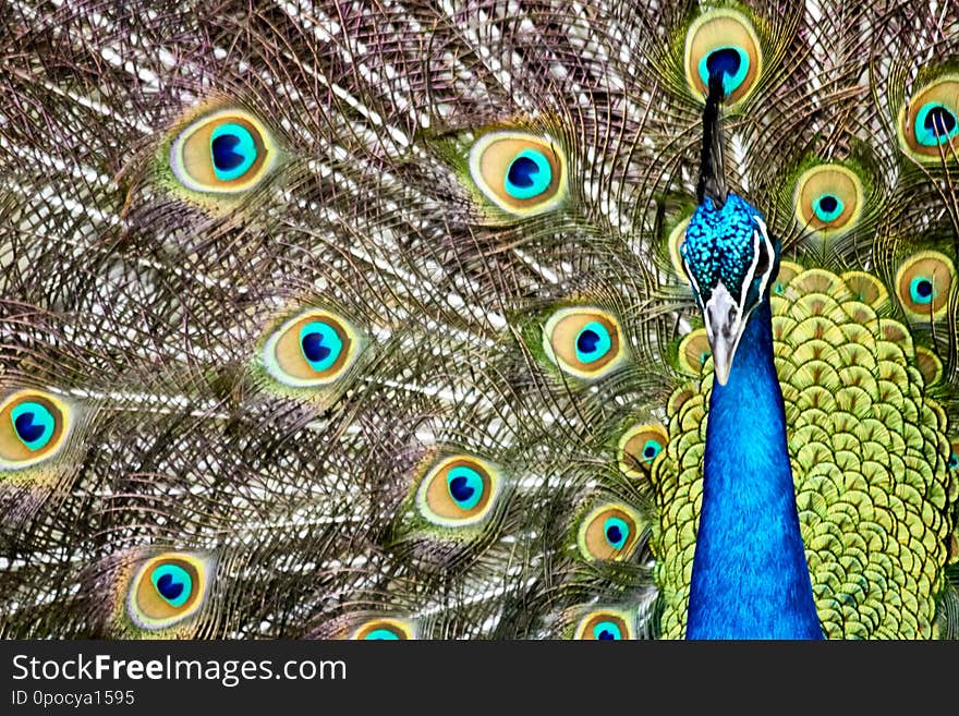 Beautiful Blue Peacock In Front