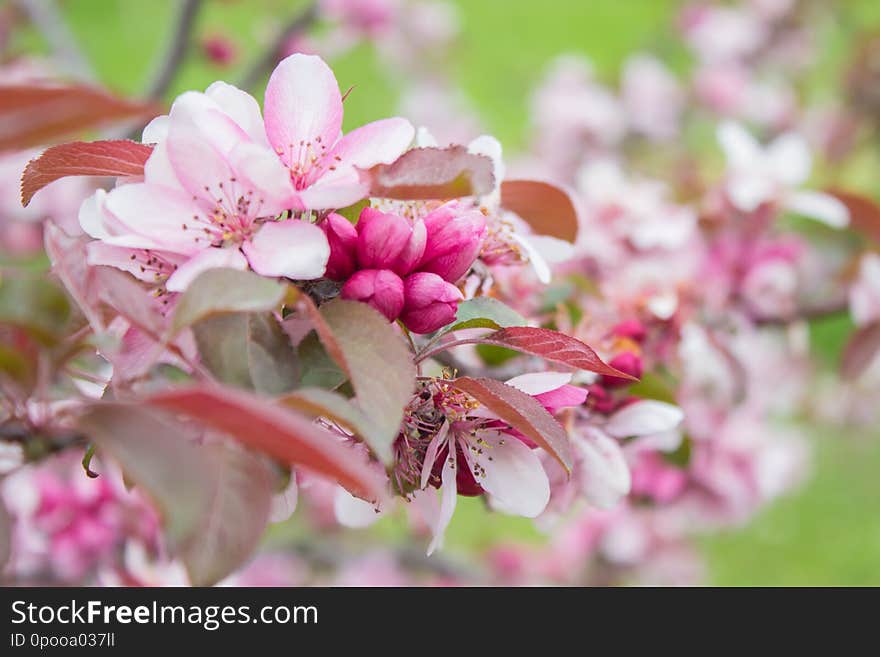 Cerasus serrulata blossom in the sunny day. Cerasus serrulata blossom in the sunny day