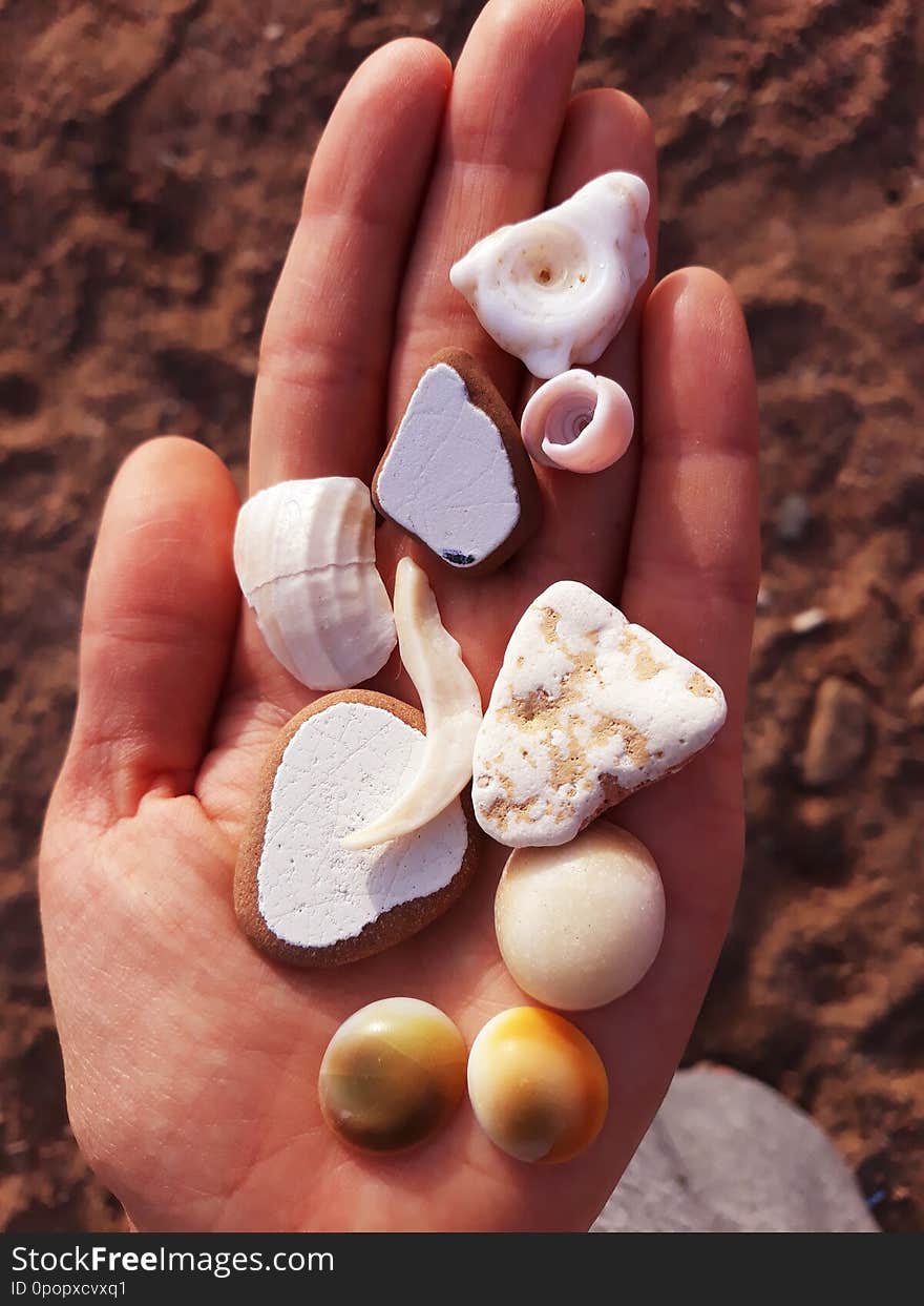 seashells and polished pieces of pottery over the palm on clay background