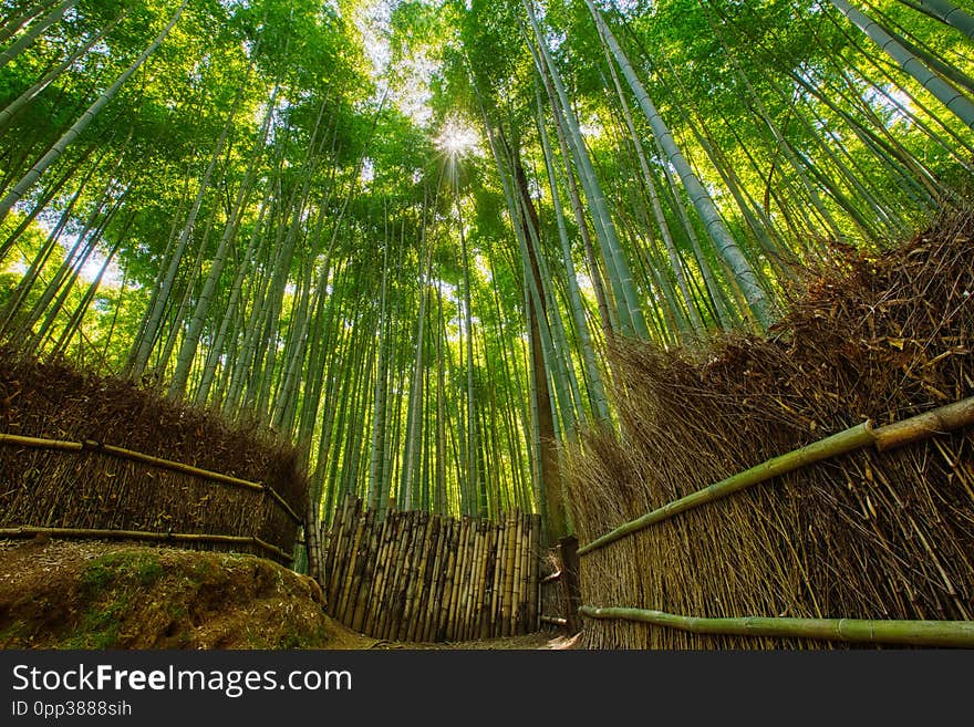 Bamboo forest and walking path in Arashiyama, Kyoto, Japan