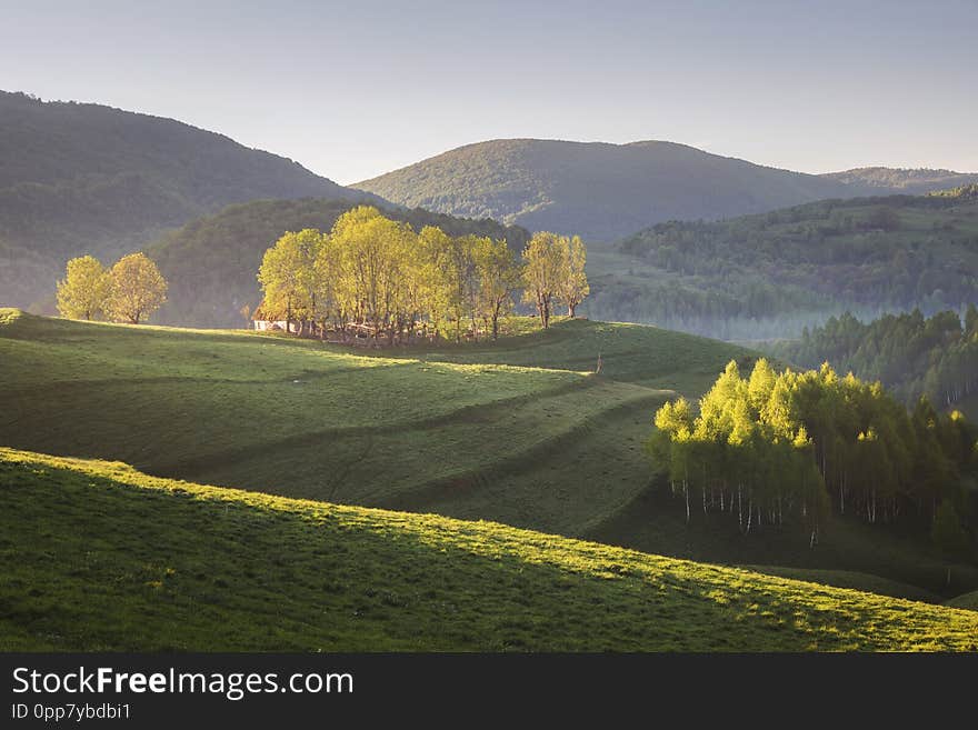 Spring sunrise at the forest edge, in Transylvania