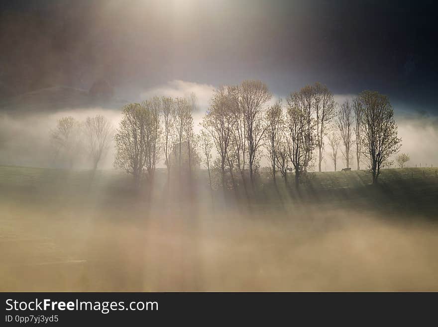 Spring sunrise at the forest edge, in Transylvania