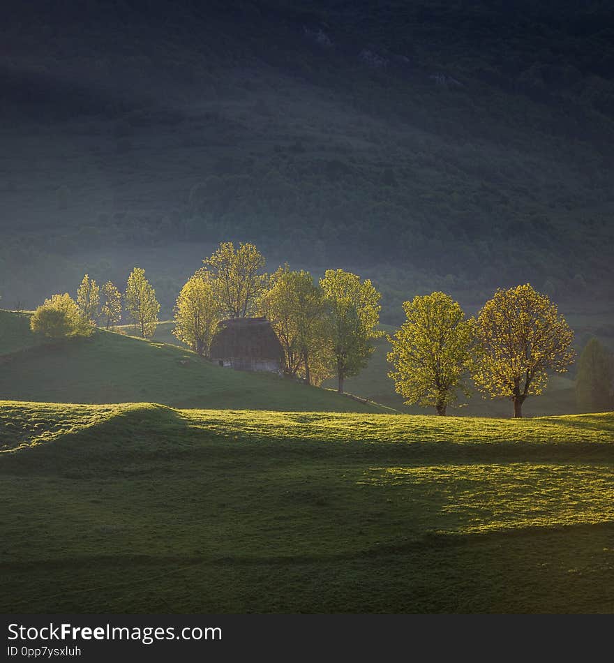 Spring sunrise at the forest edge, in Transylvania