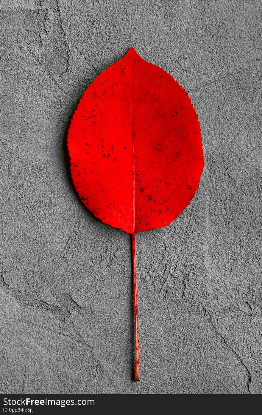 Red smooth autumn leaf on a gray concrete background, autumn postcard, september 1