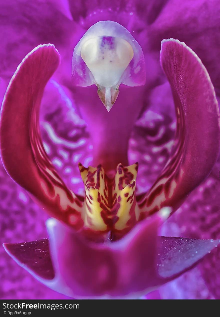 Inside of a violet orchid flower. Macro photography.