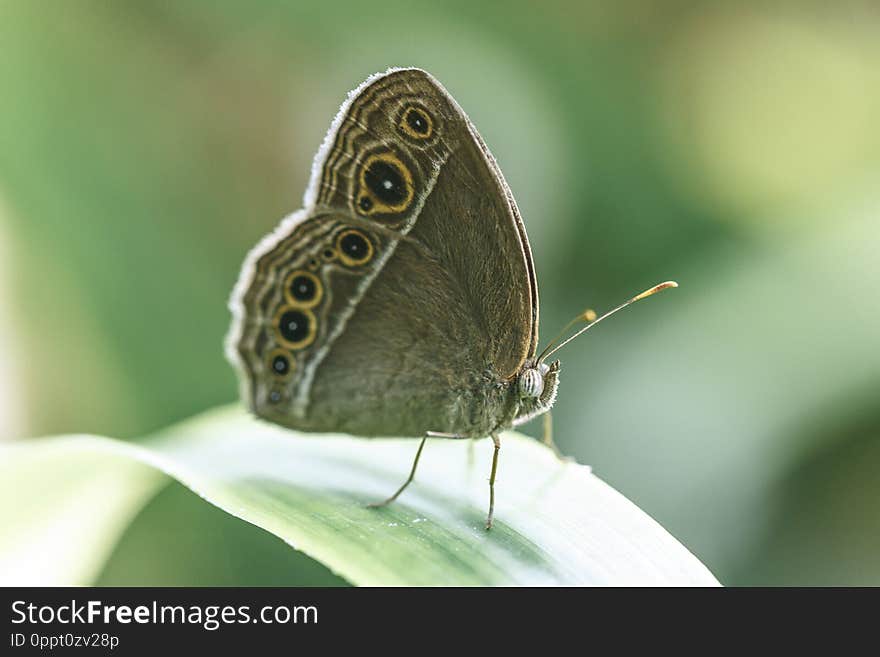 Exotic tropical butterfly in macro view