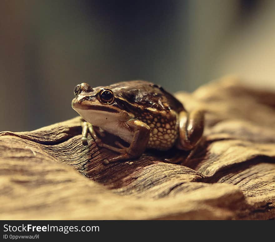 Brown frog climbing on a tree bark looking something