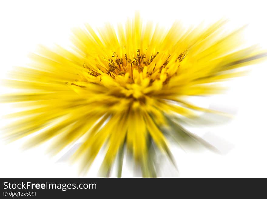 Spring flower dandelion  on white background. Spring flower dandelion  on white background