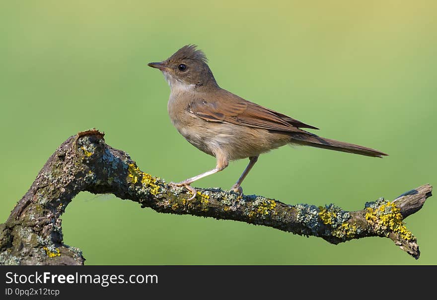 Crested Young Common whitethroat posing on small lichen covered branch with clean background in warm light