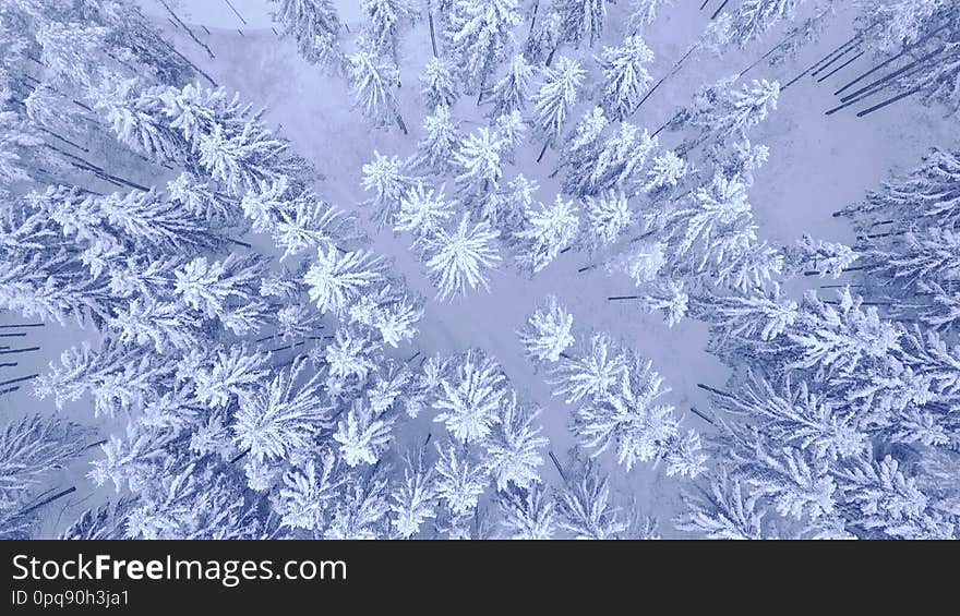 Aerial top down view shooting of flight over the winter young pine forest and big road covered with snow without people. Drone shot on 4K UHD camera.