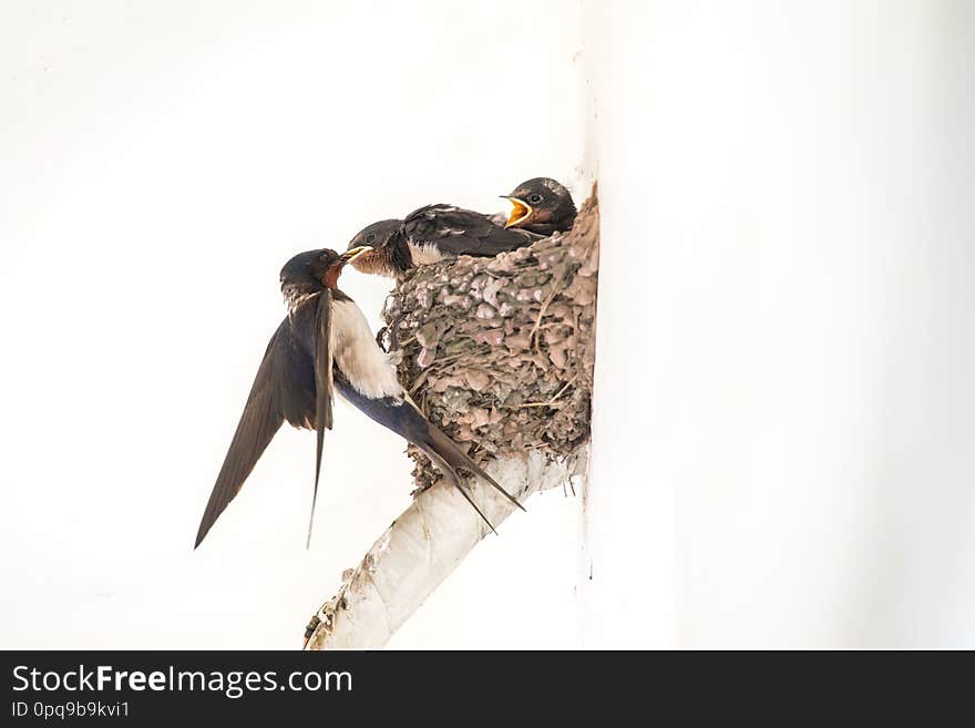 Baby swallows staying in nest, their mother goes out, searching food and taking food back to feed her baby, but each time, she can only feed one baby swallow, so others shouting loudly when their back each time. Baby swallows staying in nest, their mother goes out, searching food and taking food back to feed her baby, but each time, she can only feed one baby swallow, so others shouting loudly when their back each time.