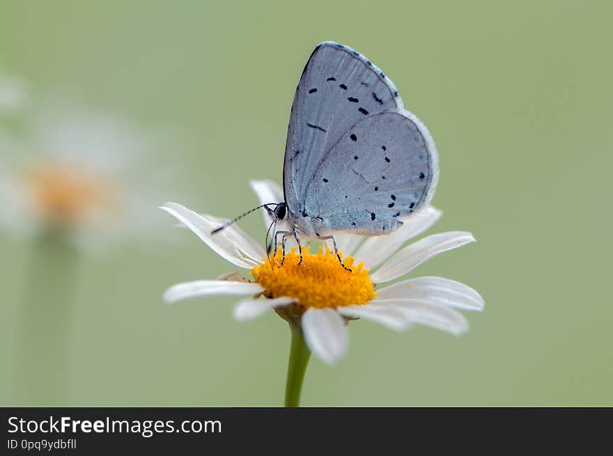 The  blue butterfly Polyommatus icarus covered with dew sits on a summer morning on a daisy flower. The  blue butterfly Polyommatus icarus covered with dew sits on a summer morning on a daisy flower