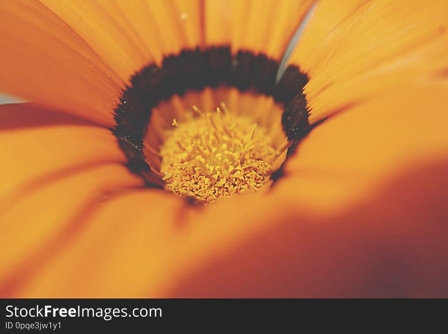 Macro of an orange gerbera flower. Macro shot of gerber blossom detail with shiny blur background