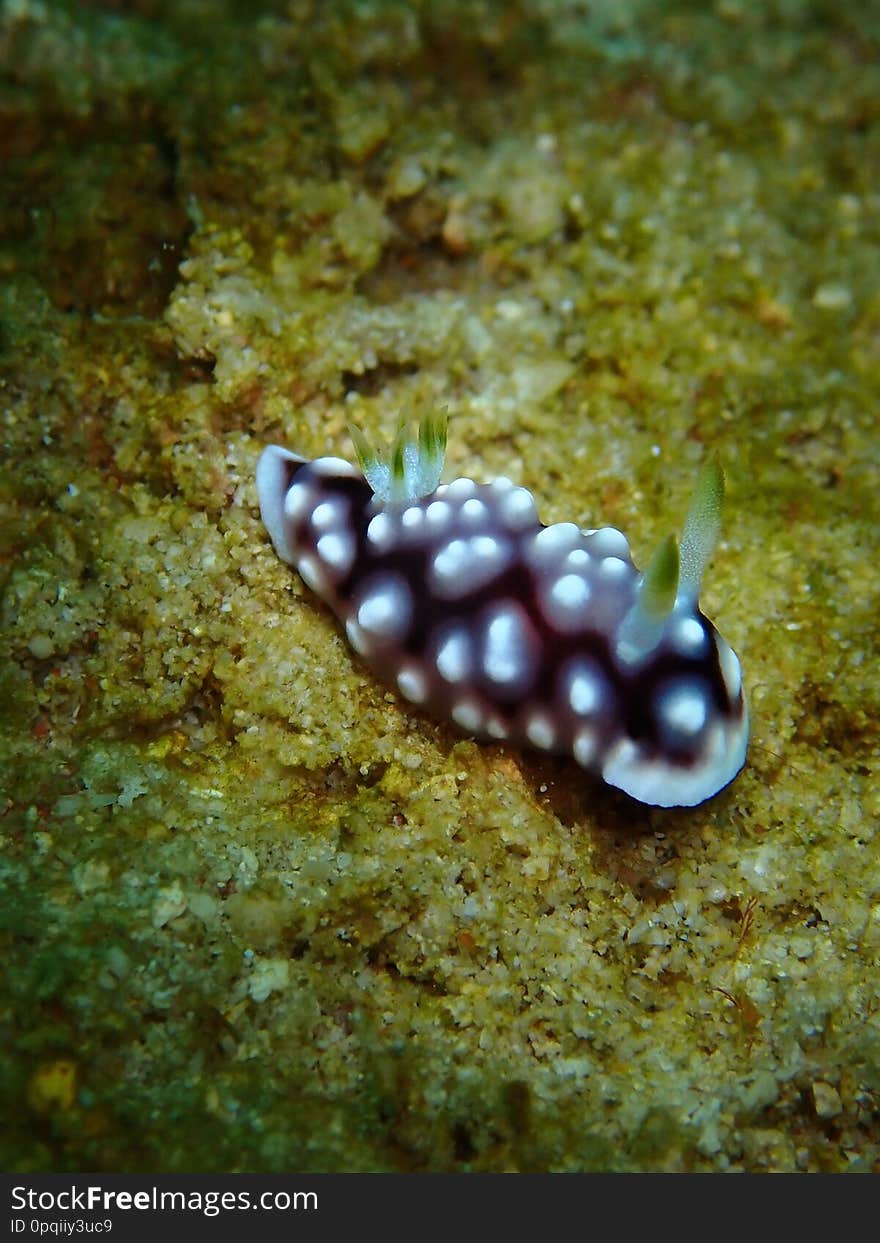 Closeup and macro shot of nudibranch Chromodorididae during leisure dive underwater diving in Sabah, Borneo.