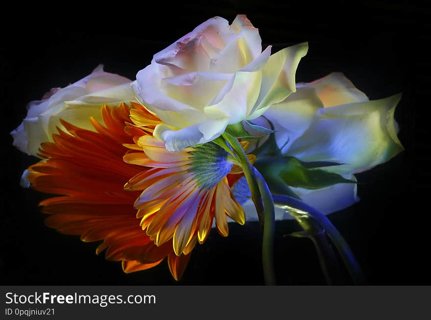 Orange gerbera, white rose and their reflections, painted with light on a black background