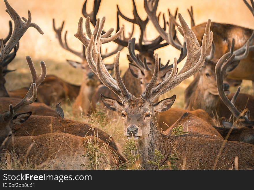 Deer in the park