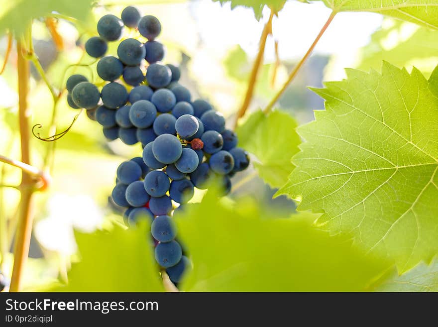 Bunch Of Ripe Red Grapes On The Vine In Ligths Of Sun