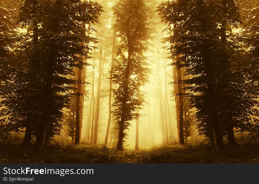 Symmetrical forest background with fog at sunset. Mysterious enchanted magical forest with fog and light