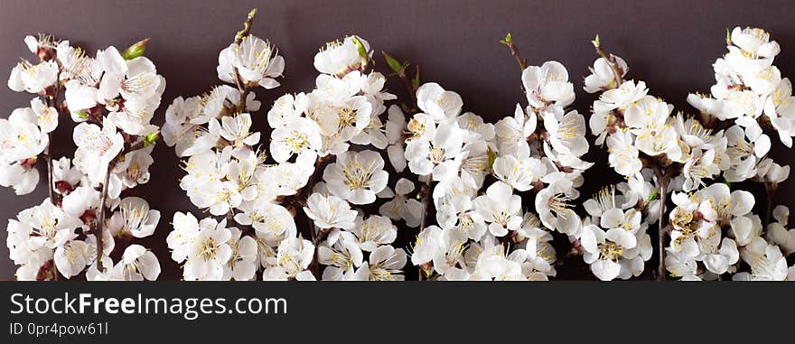 Festive background for spring holidays. Spring flowers on black background. Apricot blossom . Top view