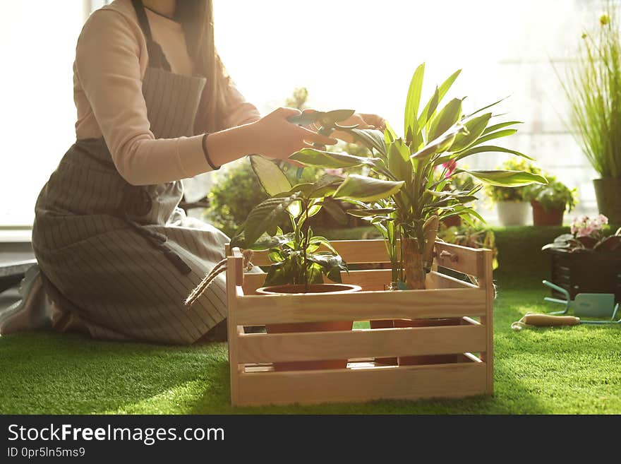 Woman taking care of plants indoors, closeup. Home gardening. Woman taking care of plants indoors, closeup. Home gardening